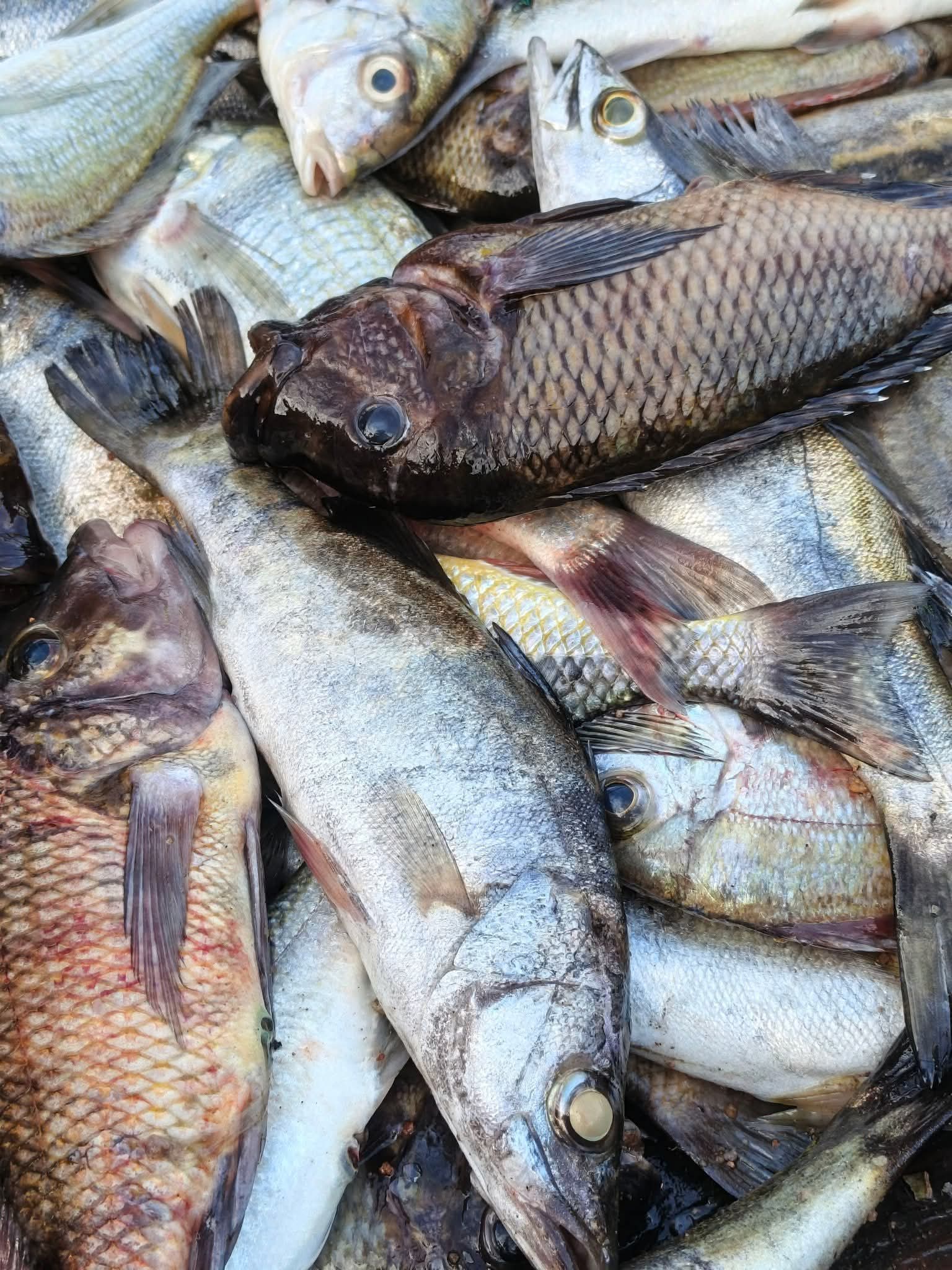 Illegal fishing lands 24 in court